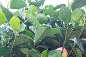 Những loại cây lá rất lạ được cắm đầy táo Tây.