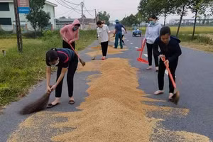 Giáo viên Trường Mầm non Tân Lâm Hương giúp bà con nông dân thu dọn lúa “chạy mưa”.