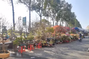 Nhiều loại hoa kiểng trưng Tết bày bán tại khu vực bến Ninh Kiều (TP Cần Thơ).