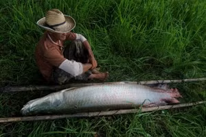 DNA làm thay đổi cách truy dấu trong thiên nhiên