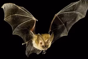 Khám phá “siêu năng lực” của loài dơi
