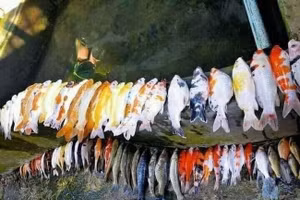 Đi vắng nhờ vợ thay nước bể cá, khi về chồng ngất xỉu thấy cảnh tượng