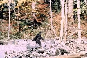 Con vật được cho là Bigfoot, trong đoạn phim “Patterson-Gimlin” quay năm 1967.