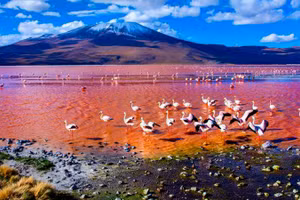 Hồ hồng Hillier. 