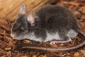 Chuột sóc lùn điều hướng vị trí qua âm thanh.