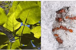 Cây Dendrocnide excelsa và loài kiến Florida harvester chứa nhiều nọc độc gây đau đớn.