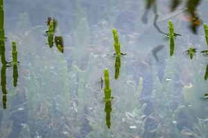 Samphire sinh trưởng tốt trong điều kiện ngập mặn.