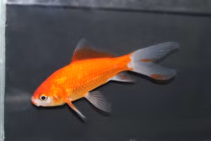 Não cá bị tác động bởi BPA và BPS.