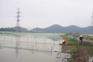 Xã Châu Nhân (huyện Hưng Nguyên, Nghệ An) là nơi duy nhất của Nghệ An có loại đặc sản “rươi” sinh trưởng.