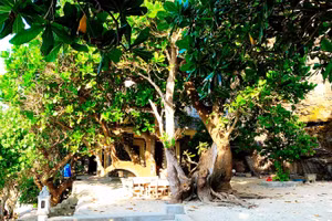 Cây bàng vuông ở Lý Sơn