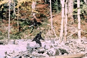 Con vật được cho là Bigfoot, trong đoạn phim “Patterson-Gimlin” quay năm 1967.