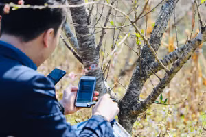 Gắn mã QR lên thân cây đào truy xuất nguồn gốc.