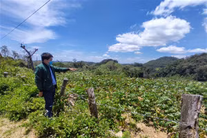 Dự án trồng hơn 100 ha rừng thông đã bị “phá sản”, giờ chỉ còn lại cây mì.