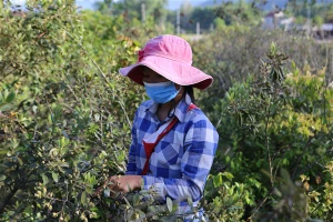 Tranh thủ dịp hè, nhiều em học sinh cũng lên đồi hái sim kiếm thêm thu nhập để chuẩn bị cho năm học mới.