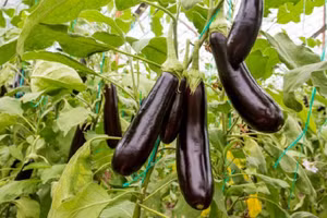 Những loại quả nhiều người lầm tưởng thuộc họ rau củ