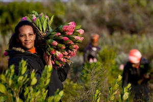 Protea - Hoa vương của Cape Floral. 