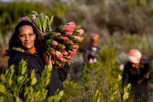 Protea - Hoa vương của Cape Floral. 