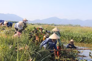 Bèo tây từng được xem là “kẻ thù” của người nông dân.