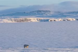 Nhiệt độ trung bình hằng năm của Bắc Cực đã tăng 3,1 độ C.