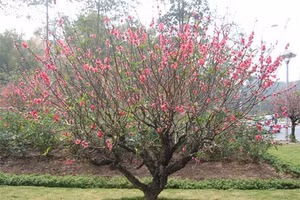 Cách trồng đào sau Tết đảm bảo xanh tốt, ra hoa đúng mùa