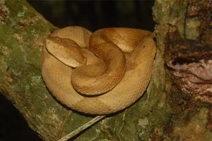 Giải mã bí ẩn loài rắn lục đầu giáo vàng có nọc độc kinh hoàng