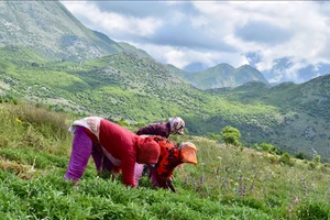 Phụ nữ Albania chỉ cần tìm hái thảo dược hoang cũng đủ kiếm sống.