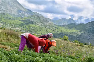 Phụ nữ Albania chỉ cần tìm hái thảo dược hoang cũng đủ kiếm sống.