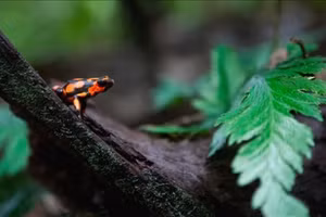 Ếch có một loại khả năng khiến các nhà khoa bọc đau đầu