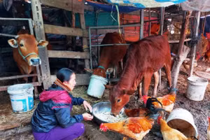 Bà Hà mua 2 triệu tiền rơm về cho bò nhưng đã hết, nay muốn mua cũng không biết mua đâu ra.