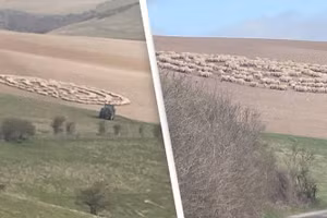  Bí ẩn hàng trăm con cừu đứng bất động, xếp thành hình vòng tròn như đĩa bay