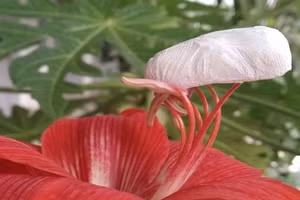 Biến bã mía thành vật liệu lọc nước nhiễm xăng dầu