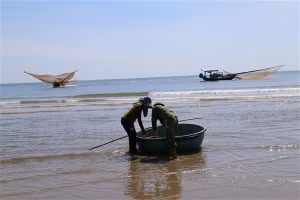 Chỉ cần đánh bắt cách bờ khoảng 1 hải lý, ngư dân đã thu về từ 2 - 3 tạ ruốc/chuyến.