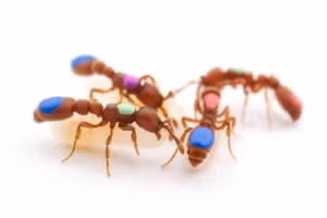 Kiến nhảy Ấn Độ.