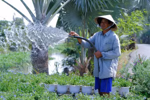 Người dân Làng hoa Sa Đéc chăm sóc vườn hoa Tết. 