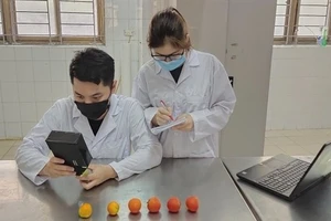 Sinh viên Bách khoa test sốt mò, đo cà chua