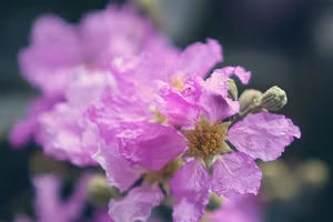 Hoa bằng lăng. Ảnh: Thiên Thanh.