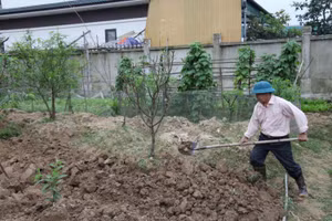 Muốn phục hồi đào sau Tết, các chủ vườn phải thay mới đất trước khi trồng.