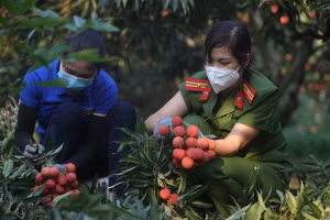 Lực lượng công an hỗ trợ người dân Lục Ngạn thu hoạch vải. 