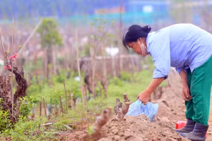 Ảnh minh họa/INT