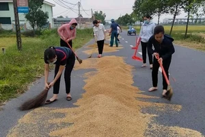 Giáo viên Trường Mầm non Tân Lâm Hương giúp bà con nông dân thu dọn lúa “chạy mưa”.