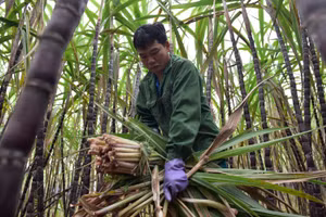 Người nông dân ở huyện Bá Thước buồn bã khi mía tím mất giá.