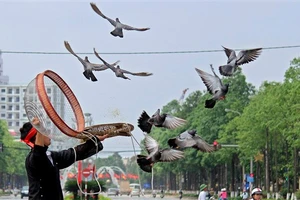 Người chơi “đổ máng” để đàn chim bay lên.