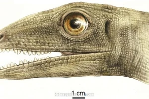 Hình ảnh khủng long Silesaurus opolensis.