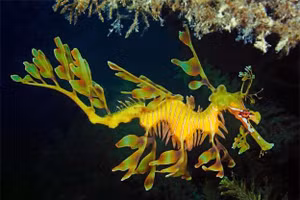 Ngắm những sinh vật “độc nhất vô nhị” dưới đáy đại dương