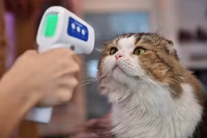 Vật nuôi thường không có triệu chứng hoặc tình trạng nhẹ khi mắc Covid-19. Ảnh minh họa.