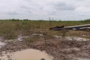 Nhà máy Haphofood Hải Phòng rộng 15ha để cỏ dại mọc um tùm.