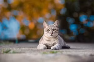 Mỹ phát hiện ca bệnh nguy hiểm, cực hiếm lây từ mèo