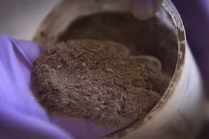 Thịt và sữa của bò không thay đổi sau khi ăn rong biển.