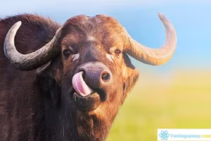 3 con giáp dính “tam tai”, sao quả tạ bủa vây trong năm 2021