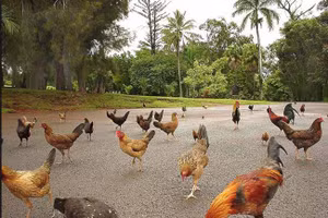 Ở vùng đất kỳ lạ toàn gà là gà